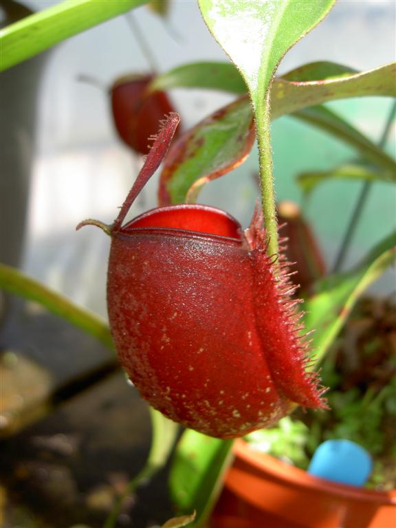 Nepenthes ampullaria 'Cantleys Red' 2